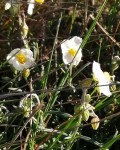 Helianthemum apenninum.jpg