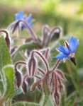 Borago officinalis.JPG