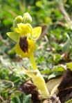 Ophrys lutea 2021.jpg