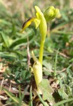 Ophrys lutea 2021 2.JPG