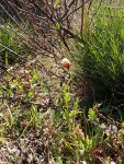 Coquelicot frileux.jpg