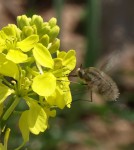 Bombylius major sur Sinapis arvensis (moutarde) 1.JPG