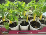 plants tomates 4.JPG