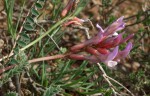 Astragalus monspessulanus 1.JPG