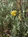 Helichrysum italicum.JPG