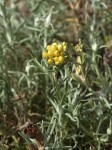 Helichrysum italicum.JPG