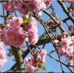 cerisier japon 3.jpg