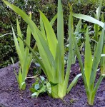 Plante fleurie.jpg