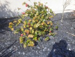 camelia 03.jpg