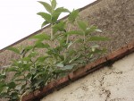 plante 1.JPG
