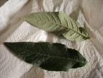 plante 3.JPG
