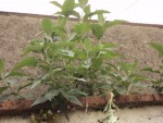 PLANTE 2.JPG