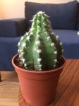Cactus oursin.jpg