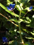 Mouron bleu Lysimachia foemina, Mouron bleu 1.JPG