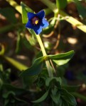 Mouron bleu Lysimachia foemina, Mouron bleu 4.JPG