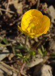 Ranunculus repens 1.JPG