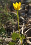 Ranunculus repens 2.JPG