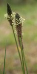 Plantago lanceolata.JPG