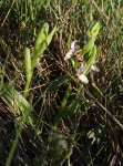 Ophrys scolopax a.JPG