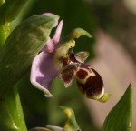 Ophrys scolopax b.JPG
