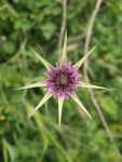 Tragopogon porrifolius subsp. angustifolium, Salsifis.JPG