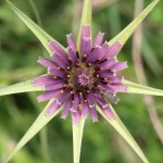 Tragopogon porrifolius subsp. angustifolium, Salsifis   .JPG