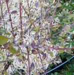 Cotoneaster 2