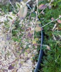 Cotoneaster 1