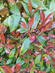 Photinia du voisin