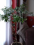 20090307_0083.JPG