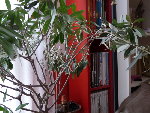 20090307_0084.JPG