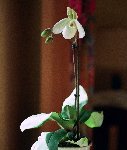 Paphio Deperle