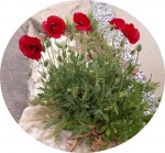 Pavot coquelicot.JPG