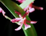 oncidium vonHolm