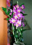 dendrobium starclass &quot;lilac&quot;