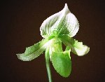 hybride type maudiae alba