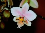 hybride schilleriana x stuartiana