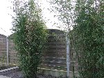 IMG_0781 (Small).JPG