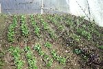 Les belles feuilles de 30cm sur certains plants