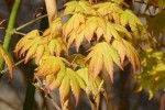 'orange dream' récupère plutôt bien du gel !