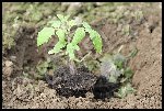 Le 1er  plant mis en terre : 42 Days