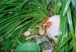 Hemerocallis et biodiversité.JPG