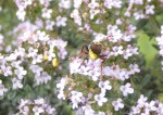 boulette pollen et A. nomada.JPG