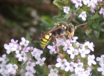 A. nomada 1 probable.JPG