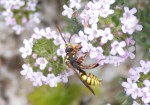 Abeille Nomada 2 probable.JPG