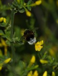 Bourdon terrestre (Bombus terrestris).JPG