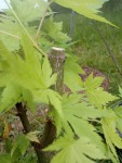 Branche principale taillée
