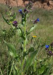 Buglosse, Anchusa arvensis 1.JPG