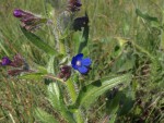 Buglosse, Anchusa arvensis 2.JPG