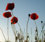 Coquelicots 3.JPG